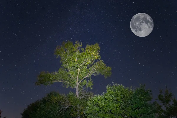 Forêt Nocturne Sur Ciel Étoilé Avec Lune Insensée Scène Extérieure — Photo
