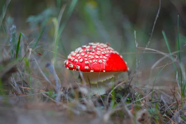 Closeup Red Fly Agaric Mushroom Forest Natural Autumn Forest Background — Stock Photo, Image