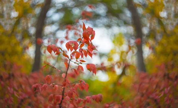 Nahaufnahme Roter Ast Wald Natürlicher Saisonaler Hintergrund — Stockfoto