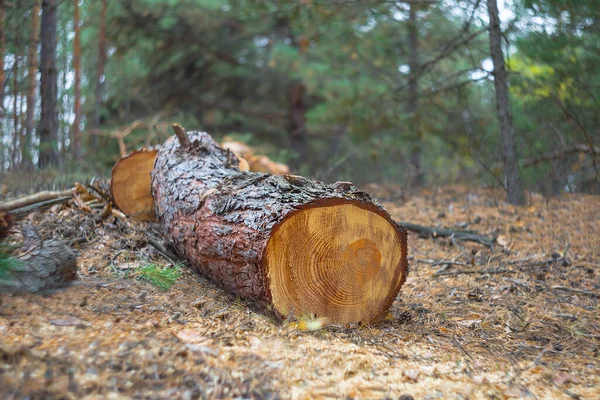Egy Halom Fenyőfa Fatörzs Erdei Tisztáson — Stock Fotó