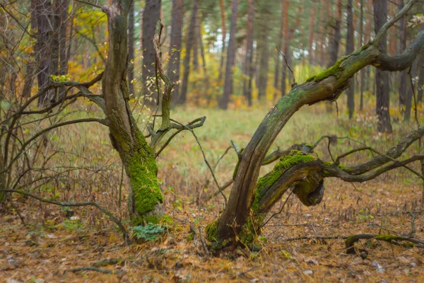 Outono Clareira Florestal Com Folhas Vermelhas Secas Fundo Natural Sazonal — Fotografia de Stock