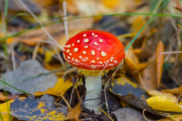 Closeup Red Fly Agaric Mushroom Forest Natural Autumn Forest Background — Stock Photo, Image