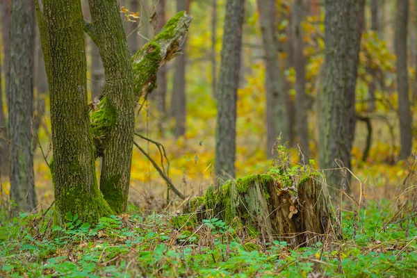 Herfst Bos Glade Met Rode Droge Bladeren Natuurlijke Seizoensgebonden Outdoor — Stockfoto