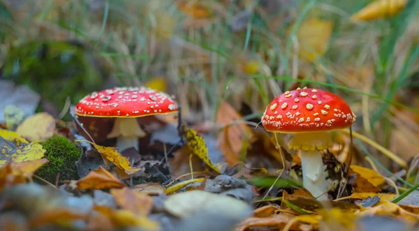 Closeup Red Fly Agaric Mushroom Forest Natural Autumn Forest Background — Stock Photo, Image