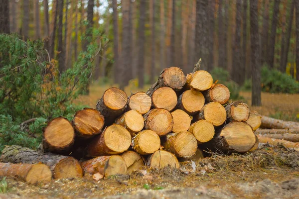 Orman Açıklığında Çam Ağacı Gövdesi Yığını Yenilenebilir Ekolojik Enerji Arka — Stok fotoğraf