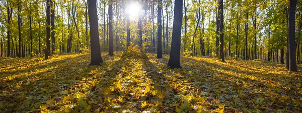 Поляна Кленового Парка Красными Сухими Листьями Свете Солнца — стоковое фото