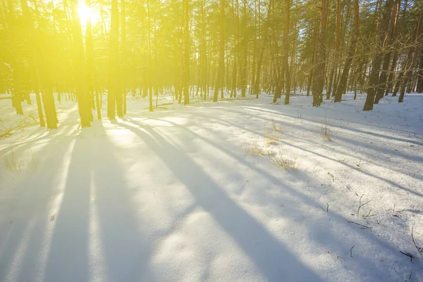 Vinter Snöbunden Skog Ljuset Glittrande Sol Vinter Säsongsbetonad Skog Scen — Stockfoto