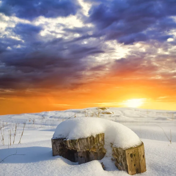 日落时在雪原间的小树桩 — 图库照片