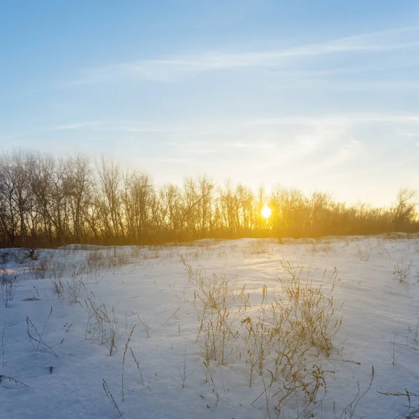 Zimní Zasněžená Lesní Mýtina Při Západu Slunce — Stock fotografie