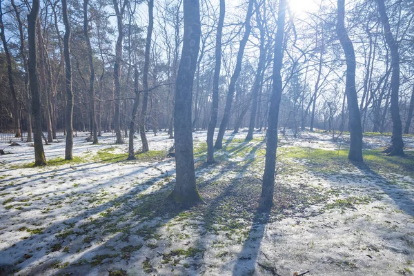Winter Snowbound Forest Glade Light Sparkle Sun — Stok fotoğraf