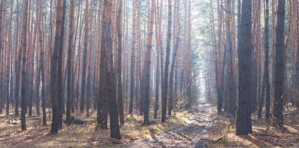 Çam Ormanı Yumuşak Güneş Işığında Doğal Mevsimsel Açık Arka Planda — Stok fotoğraf