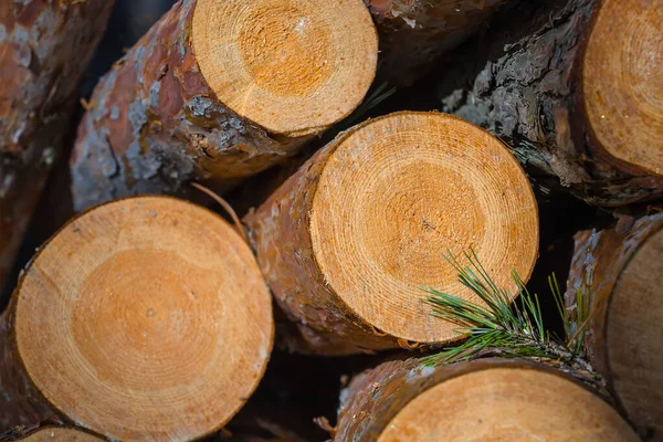 Closeup Heap Pine Tree Trunk Forest Renewable Ecological Energy Background — Stock Photo, Image
