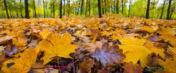 Herbst Ahorn Waldlichtung Mit Roten Trockenen Blättern Bedeckt Schöne Natürliche — Stockfoto