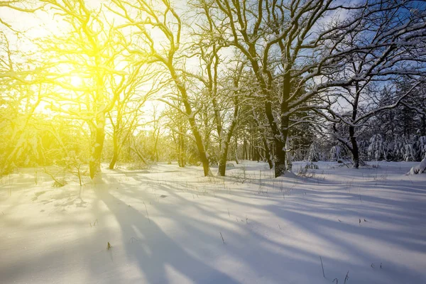 Kış Karlı Ormanlık Pırıl Pırıl Güneş Işığı Altında Kış Mevsimsel — Stok fotoğraf