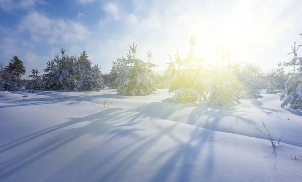 輝く太陽の光に照らされた冬の雪に覆われたモミの木の森 冬の自然季節の風景 — ストック写真