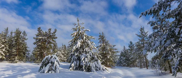 Claro Bosque Pinos Nevados Brillante Día Invierno Hermoso Fondo Natural —  Fotos de Stock