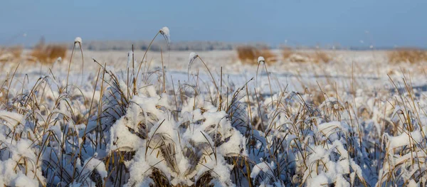 冬季白雪覆盖的草原上的特写干草 季节自然植物背景 — 图库照片