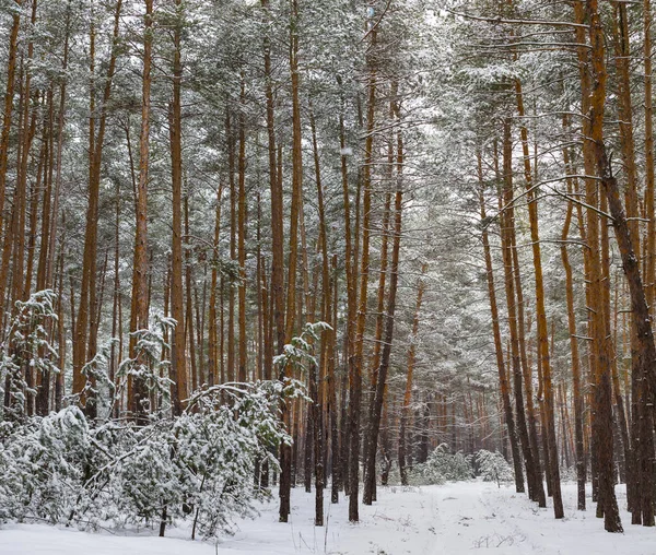 Tranquilo Bosque Pino Snowbounf Glade Escena Natural Invierno — Foto de Stock