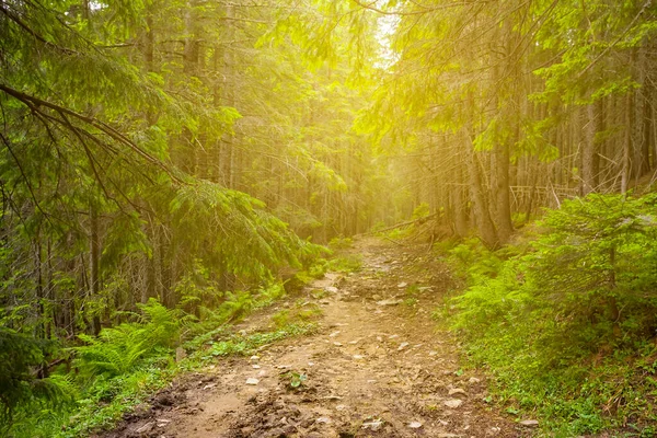 太陽の光でモミの木の森を通って小さな地上道路 自然旅行の背景 — ストック写真