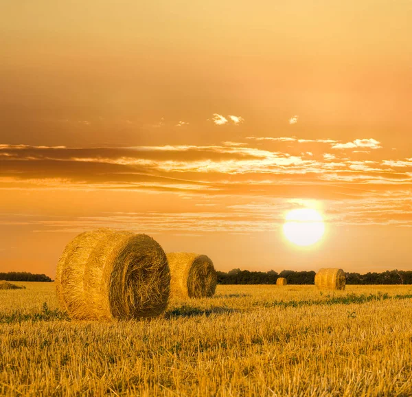Summer Wheat Field Harvest Sunset Farming Industry Agricultural Background — Stock Photo, Image