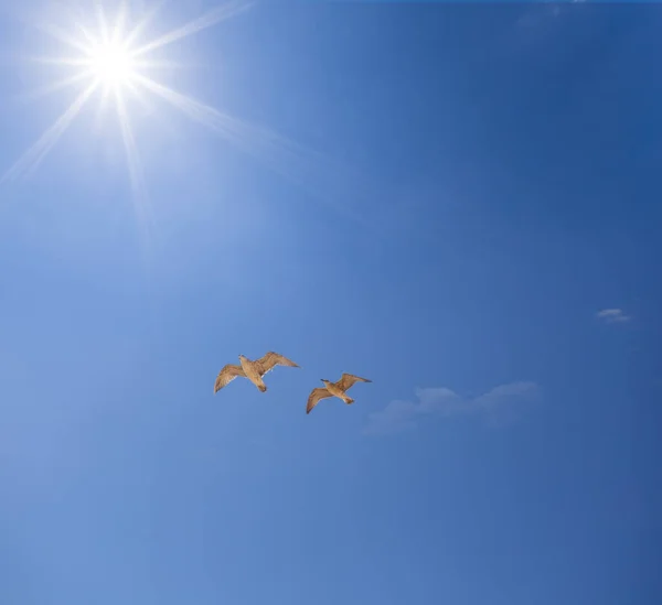Пара Чайки Летит Над Небом Свете Сверкающего Солнца — стоковое фото