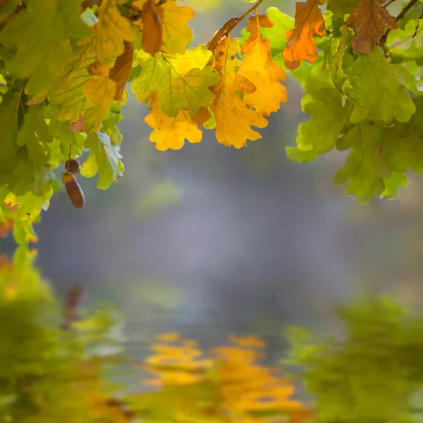 Nahaufnahme Roter Trockener Eichenzweig Der Sich Wasser Spiegelt Herbstlicher Natürlicher — Stockfoto