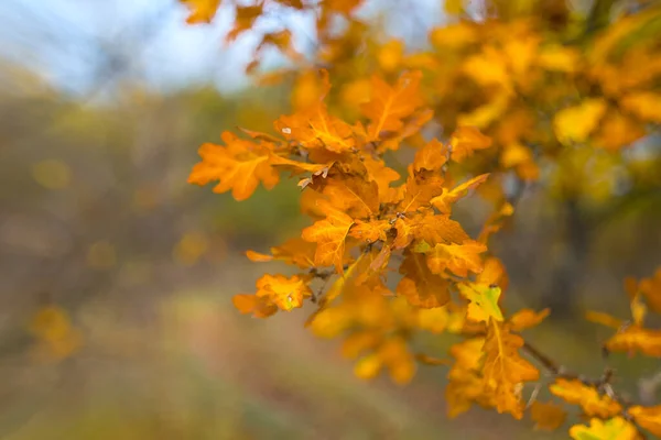 Nahaufnahme Rot Trockene Eiche Zweig Wald Herbst Natürlichen Hintergrund — Stockfoto