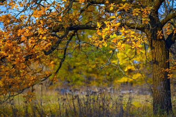 Nahaufnahme Rote Trockene Eiche Wald Herbstlicher Natürlicher Hintergrund — Stockfoto