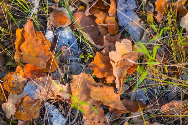 Nahaufnahme Rote Trockene Eichenblätter Gras Farbenfroher Saisonaler Hintergrund — Stockfoto