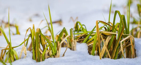 Closeup Green Grass Sprout Push Tre Melting Snow Beautiful Winter — Stock Photo, Image
