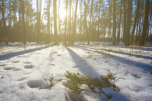 Zimowy Las Sosnowy Świetle Słońca Naturalne Sezonowe Tło — Zdjęcie stockowe
