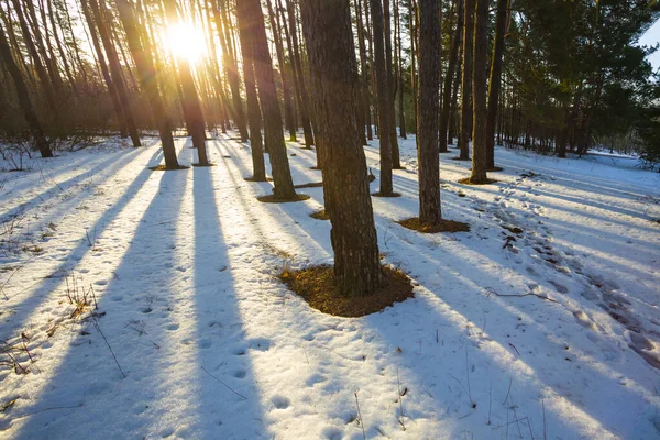 Winter Schneegebundenen Kiefernwald Licht Der Sonne Natürliche Saisonale Hintergrund — Stockfoto