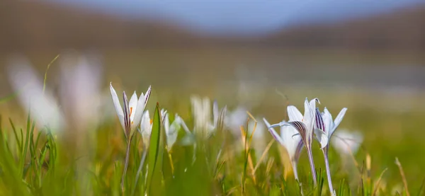 Closeup Heap White Crocus Flowers Growth Forest Glade Beautiful Spring — Stock Photo, Image