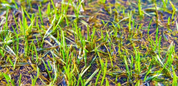 Closeup Green Sprouth Growth Flooded Glade Natural Spring Prairie Background — Stock Photo, Image