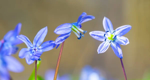 Primer Plano Montón Flores Nieve Azul Bosque Hermoso Fondo Primavera — Foto de Stock