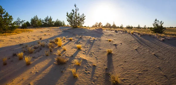落日下的沙地草原 夏夜宁静的自然景观 — 图库照片