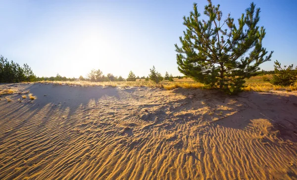 落日下的沙地草原 夏夜宁静的自然景观 — 图库照片
