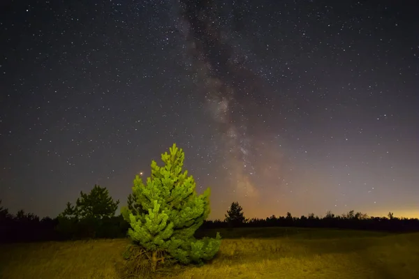 밤하늘 아래있는 모래밭의 소나무 아름다운 — 스톡 사진