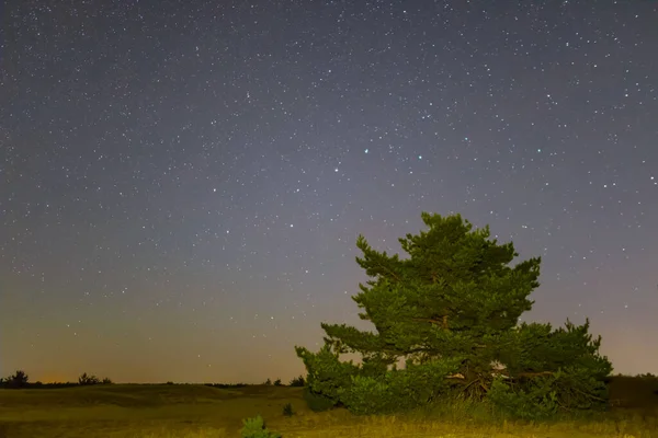 Yıldızlı Bir Gökyüzünün Altında Kumlu Çam Ağacının Arasında Yapayalnız Güzel — Stok fotoğraf