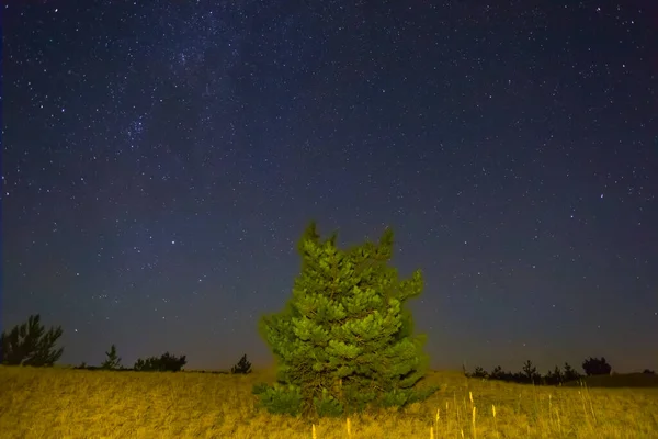 alone pine tree among sandy prairie under a starry sky, beautiful night natural landscape