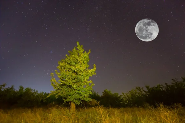 alone tree on forest glade under starry sky with full moon, night outdoor scene