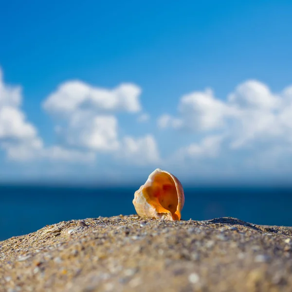 沙质海滩上的特写镜头海贝壳 — 图库照片