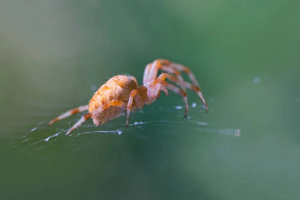 Yakın Çekim Örümceği Güneşle Aydınlanır Ağda Oturur — Stok fotoğraf