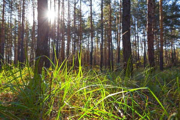 太陽の光を受けて緑の草で覆われた森の緑 美しい屋外の背景 — ストック写真