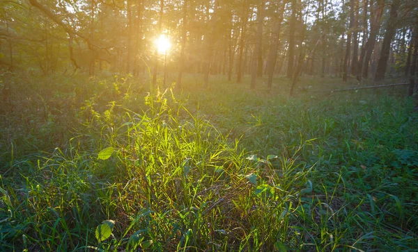 太陽の光を受けて緑の草で覆われた森の緑 美しい屋外の背景 — ストック写真