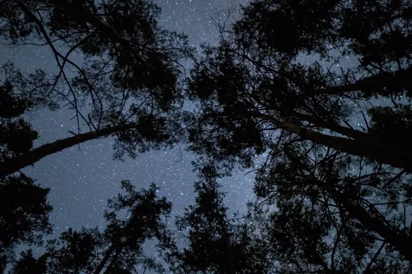 Yıldızlı Arka Planda Orman Ağacı Silueti Açık Havada Gece Arkaplanı — Stok fotoğraf