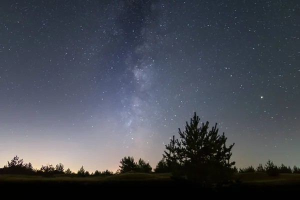 Yalnız Çam Ağacı Silueti Kumlu Çayırların Arasında Yıldızlı Bir Gökyüzünün — Stok fotoğraf