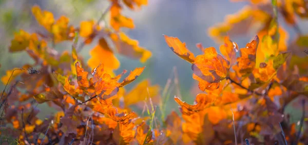Nahaufnahme Rot Trockene Eiche Zweig Wald Herbst Freien Hintergrund — Stockfoto