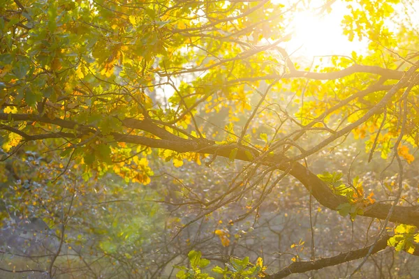 近照红干橡木枝条 阳光灿烂 秋天自然背景 — 图库照片