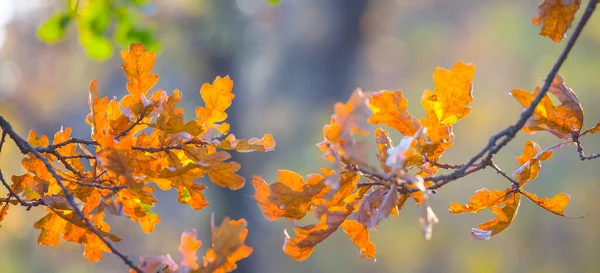 Nahaufnahme Rot Trockene Eiche Zweig Wald Herbst Freien Hintergrund — Stockfoto